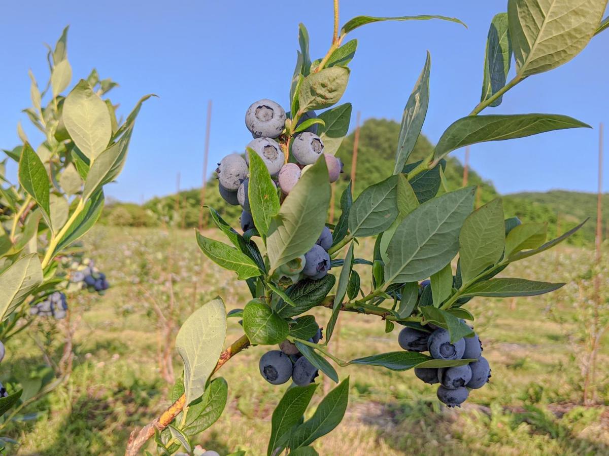 Yoichi Vineyard Glamping Otel Dış mekan fotoğraf